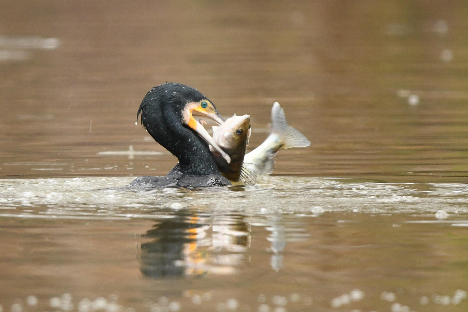 Kormoran fängt Zander