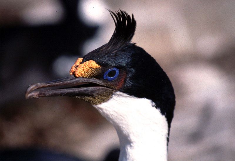 Kormoran, Falkland Islands