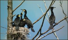 Kormoran-Familie