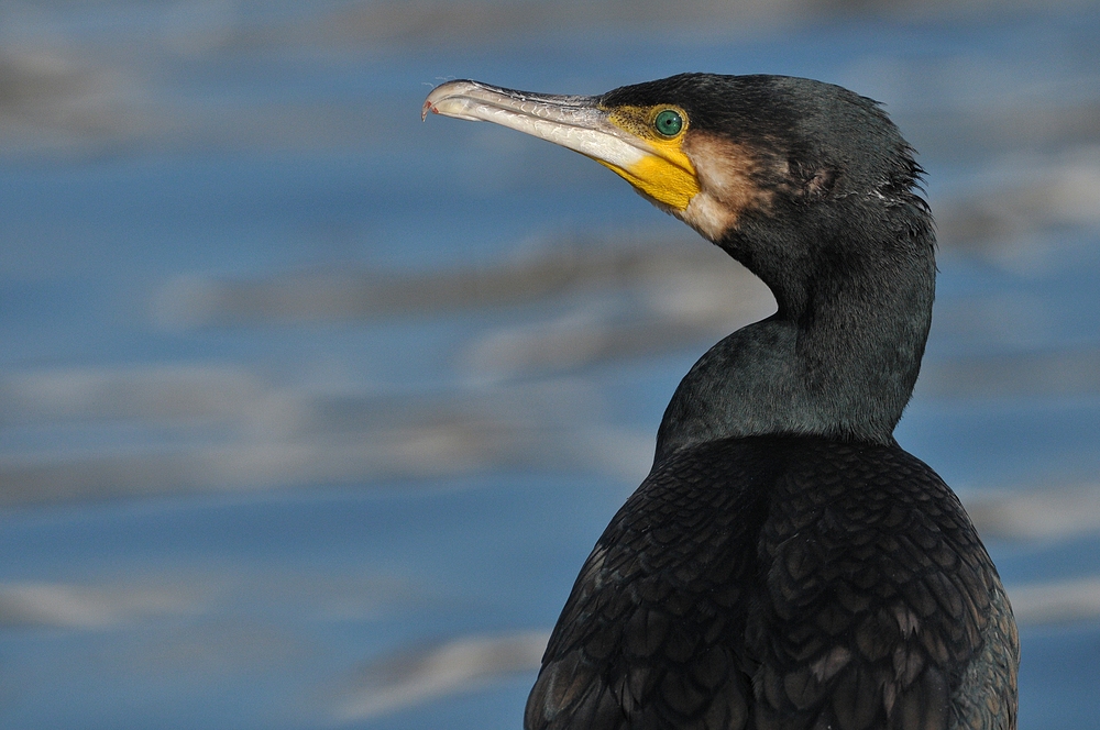 Kormoran: Fast ganz entspannt am Main