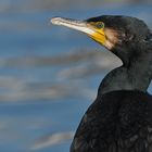 Kormoran: Fast ganz entspannt am Main