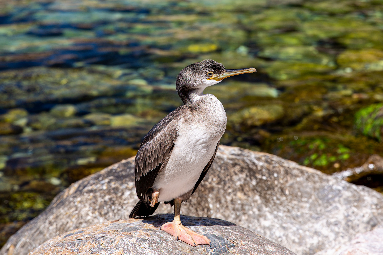 Kormoran