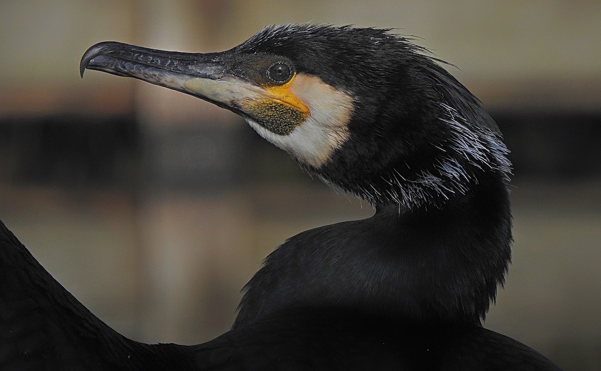 Kormoran