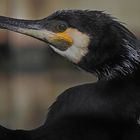 Kormoran