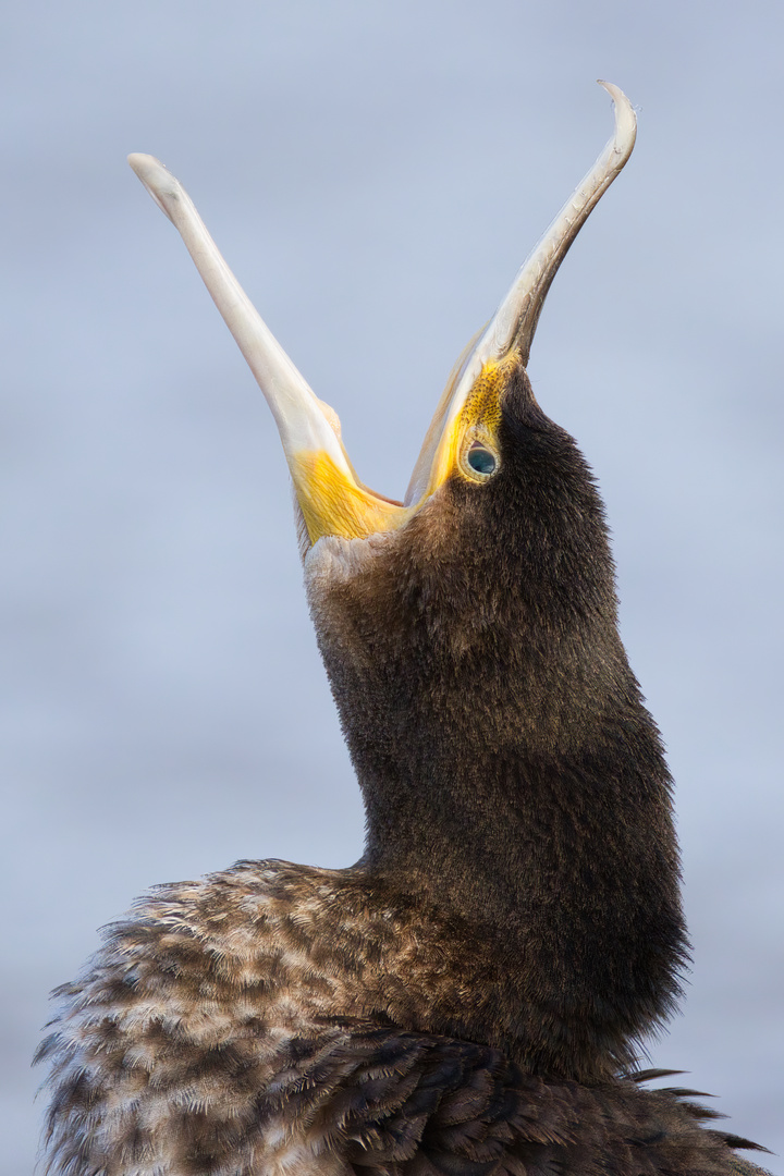 Kormoran