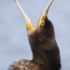 Kormoran