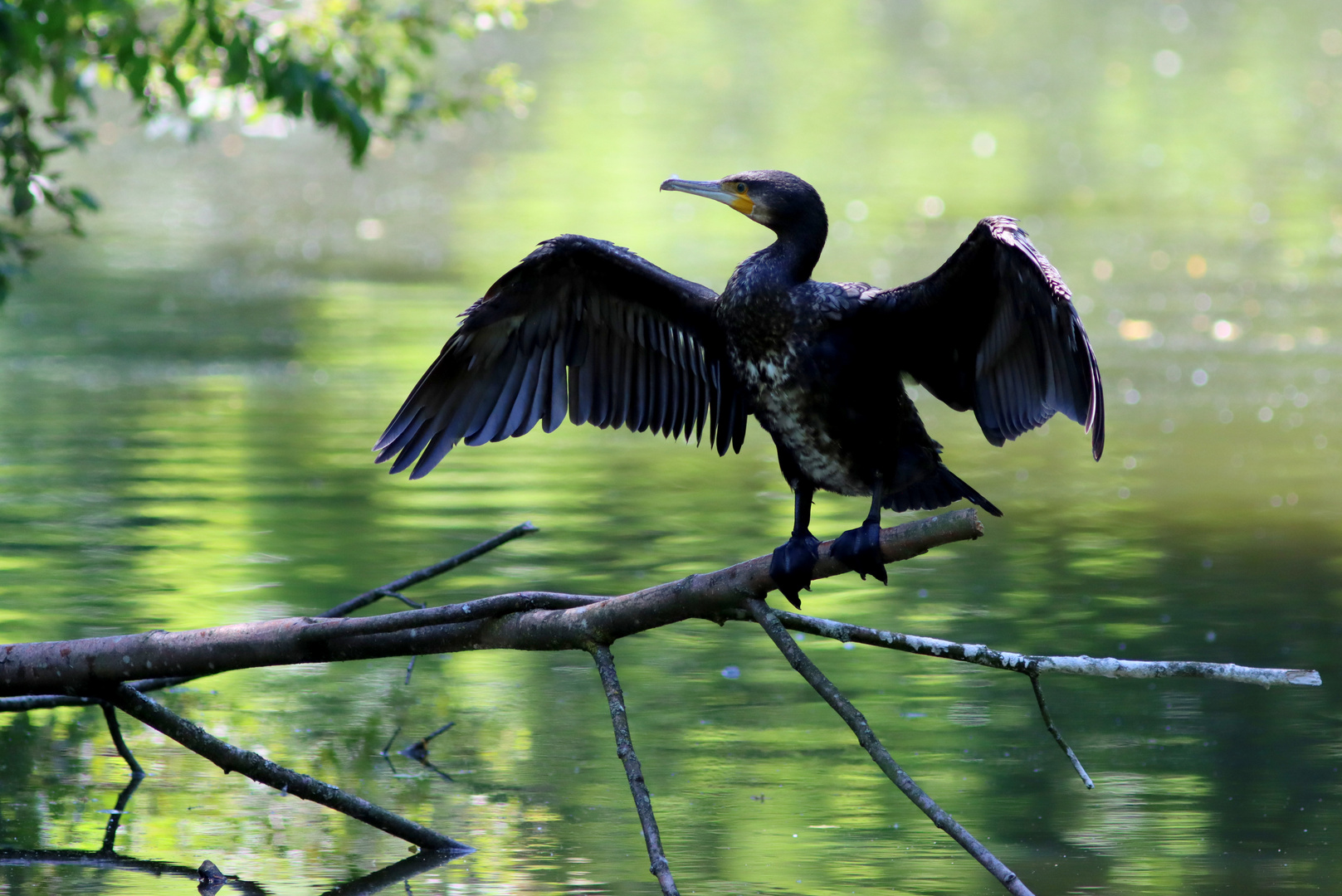 Kormoran