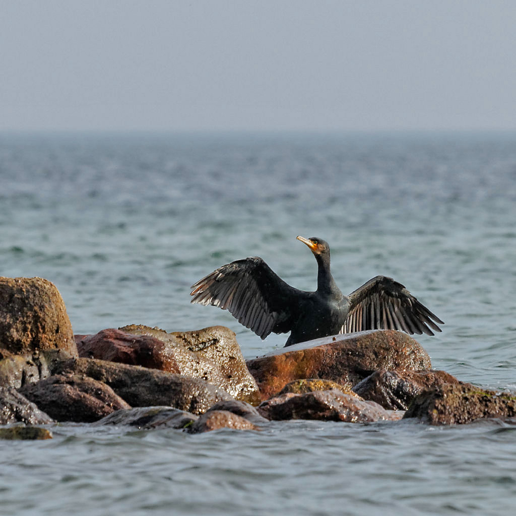 Kormoran