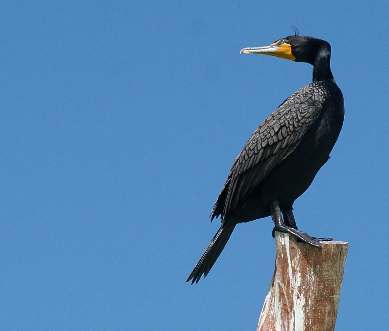 Kormoran