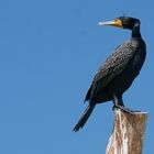 Kormoran