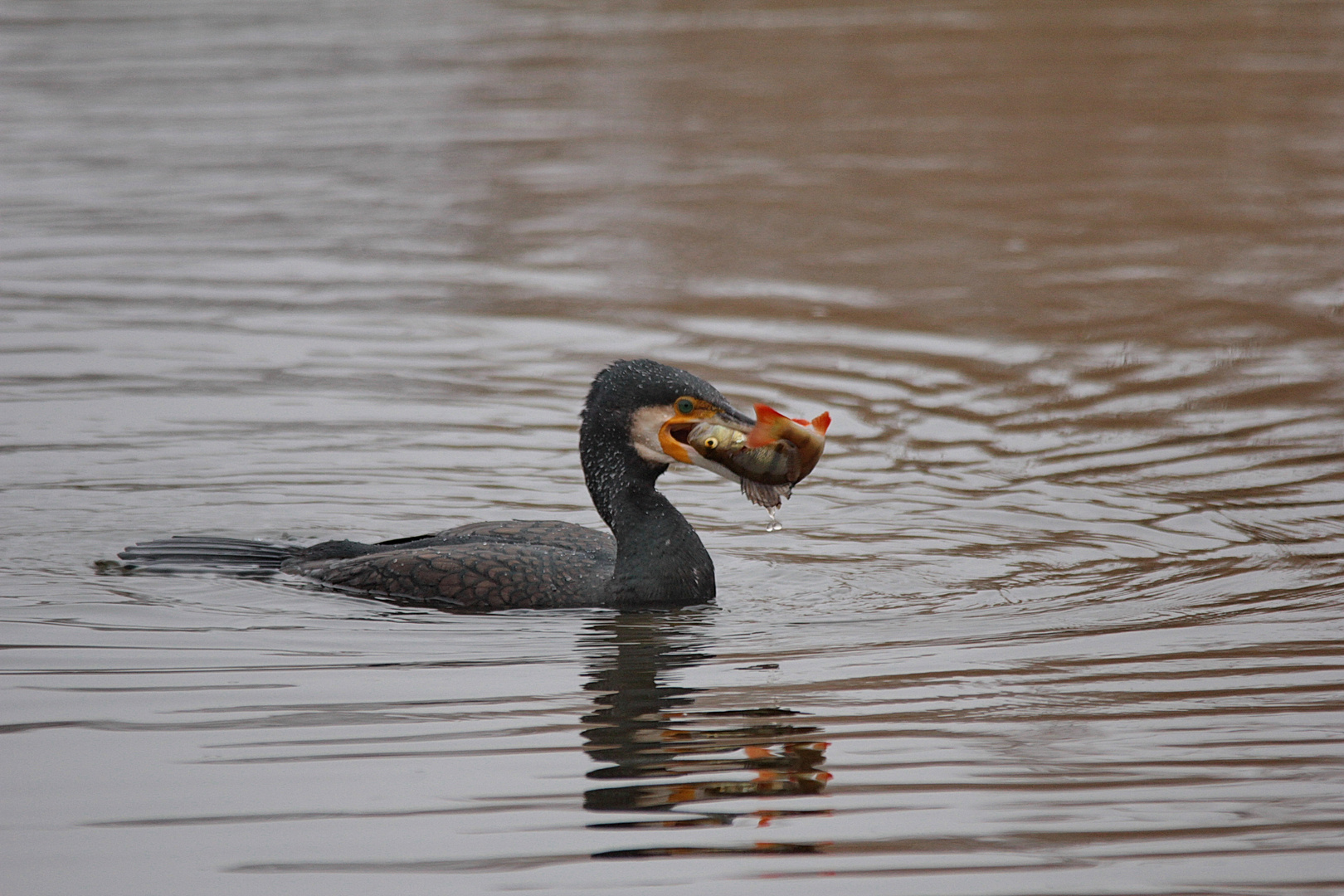 Kormoran