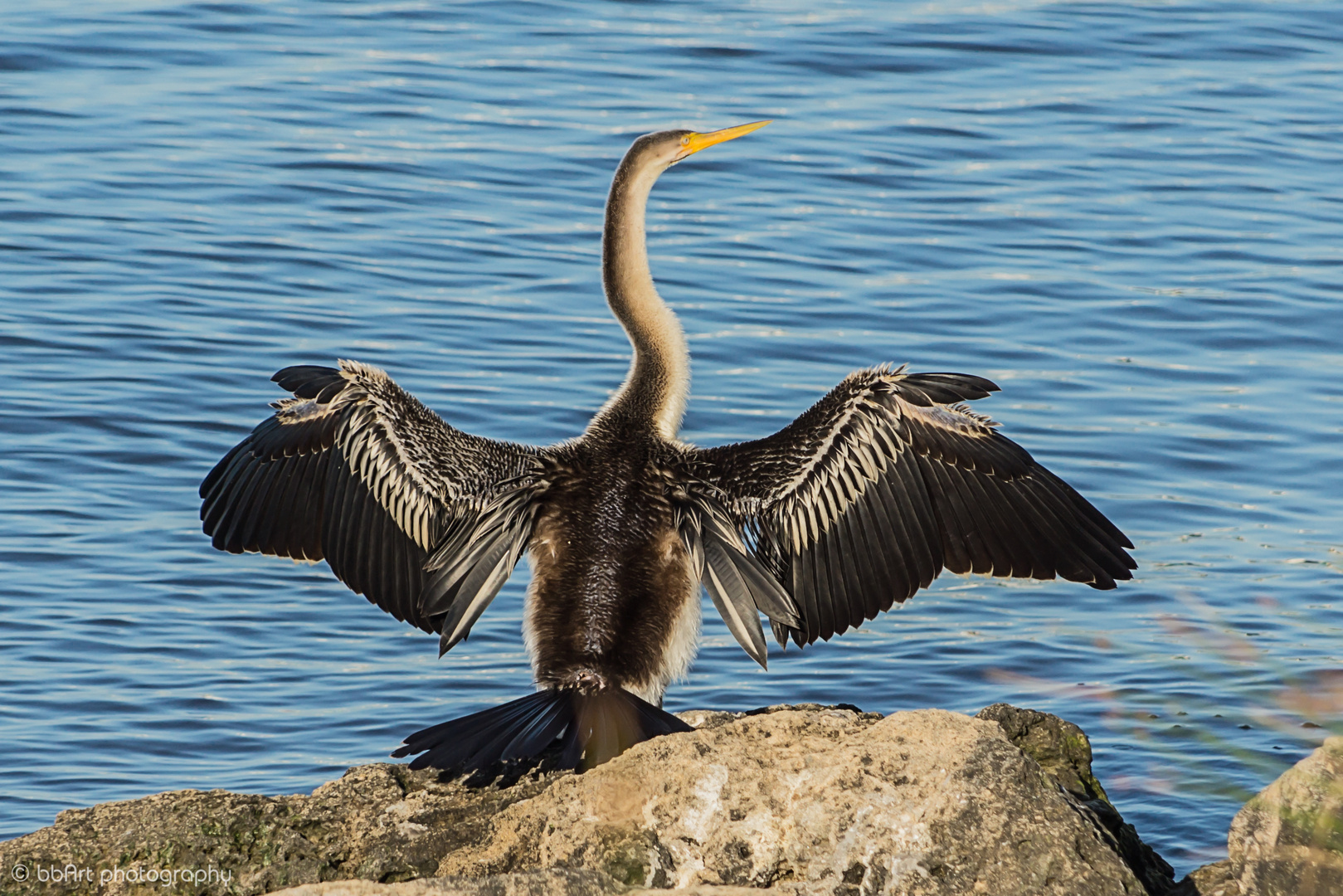 Kormoran