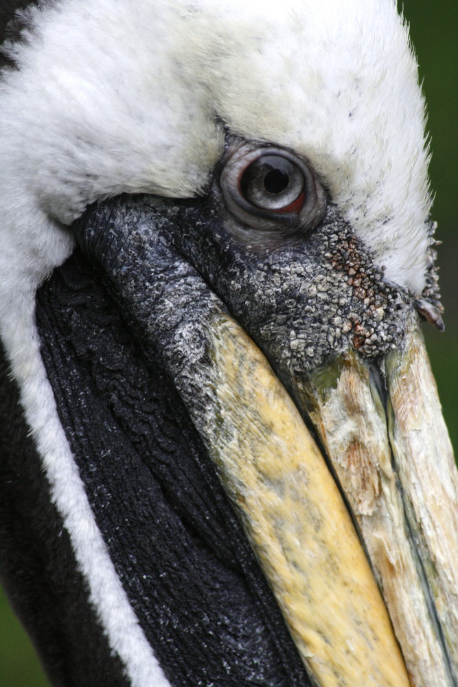 Kormoran