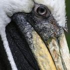 Kormoran