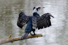 Kormoran