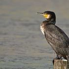 Kormoran