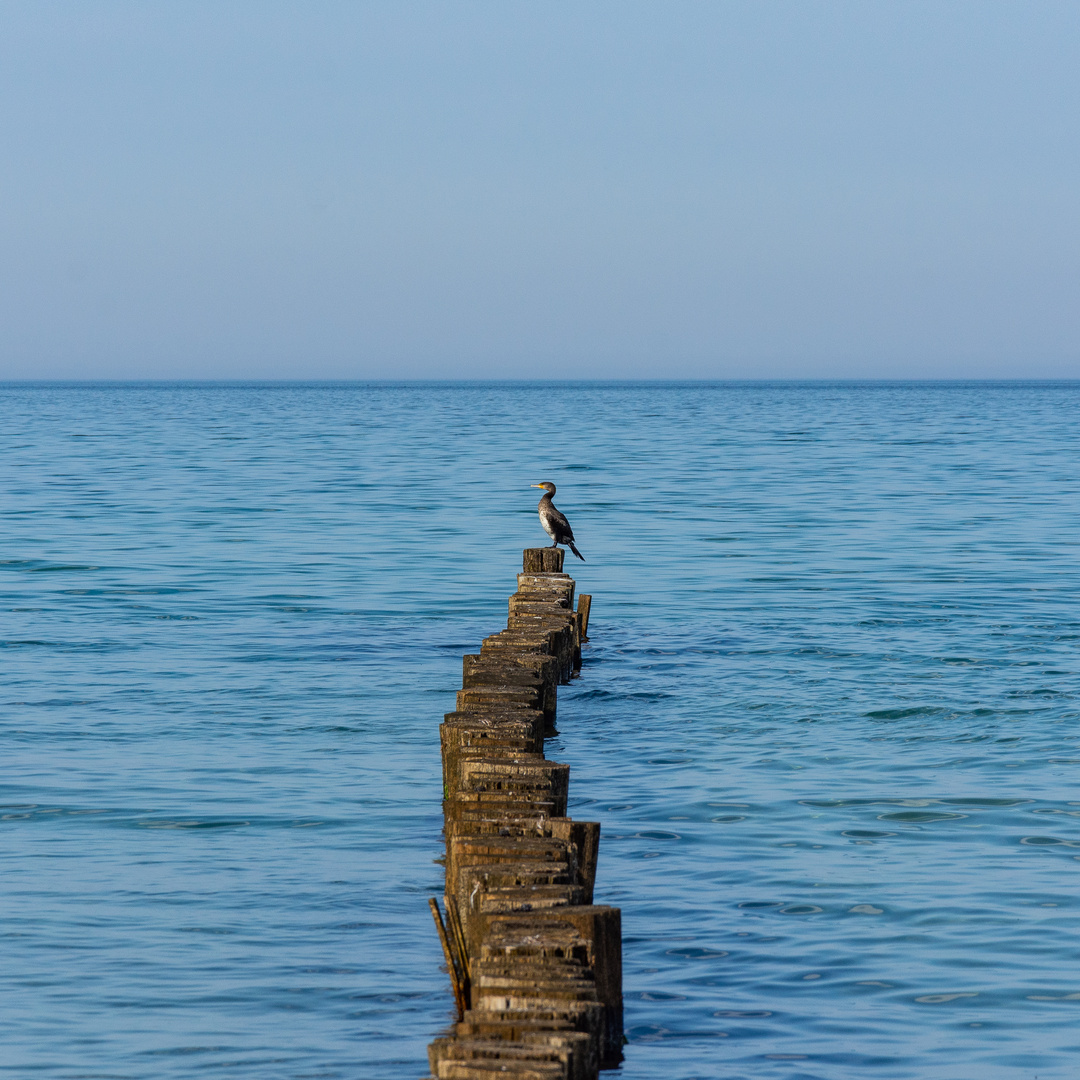 Kormoran Fischland Darß