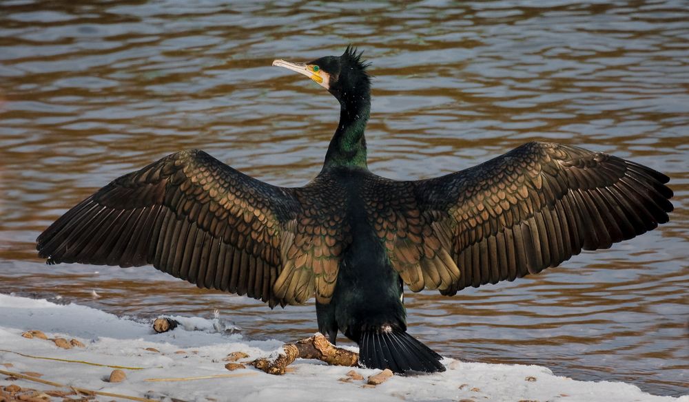 kormoran (fisherman's friend) 