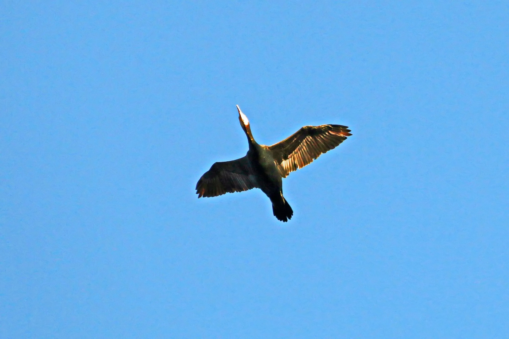 Kormoran flieg du voran - endlich mal einen in der Luft erwischt