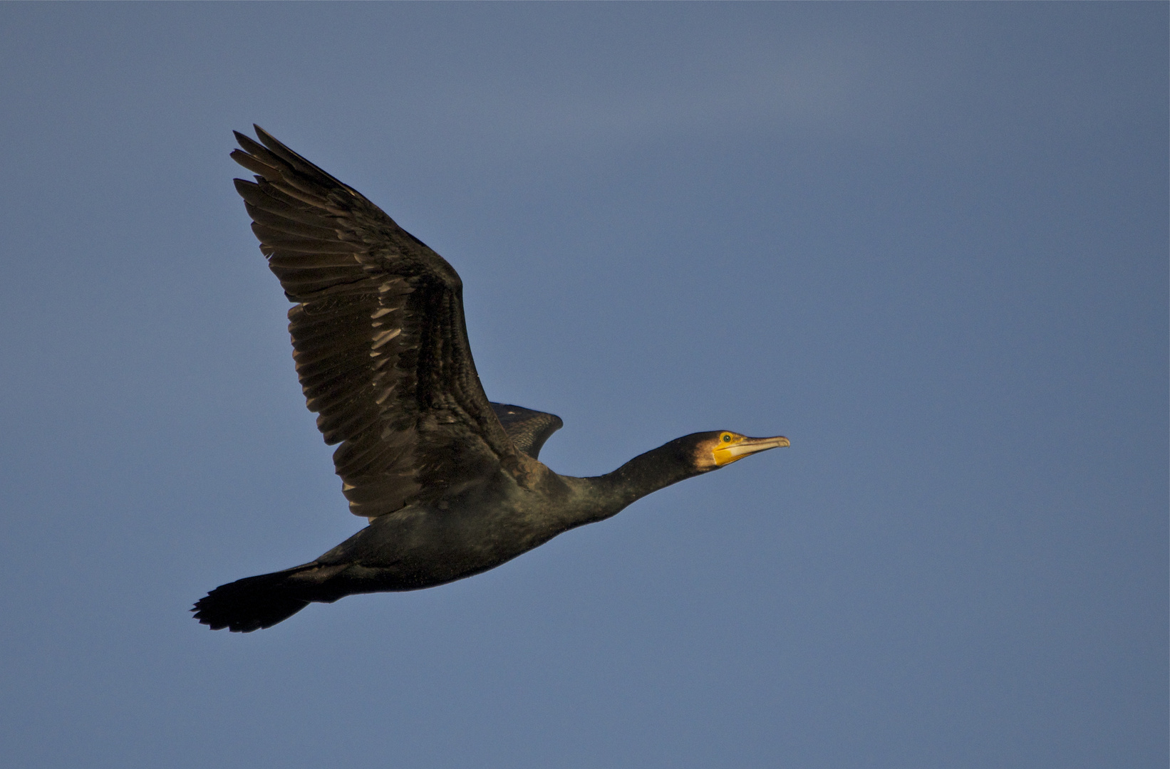 Kormoran Flug