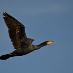 Kormoran Flug