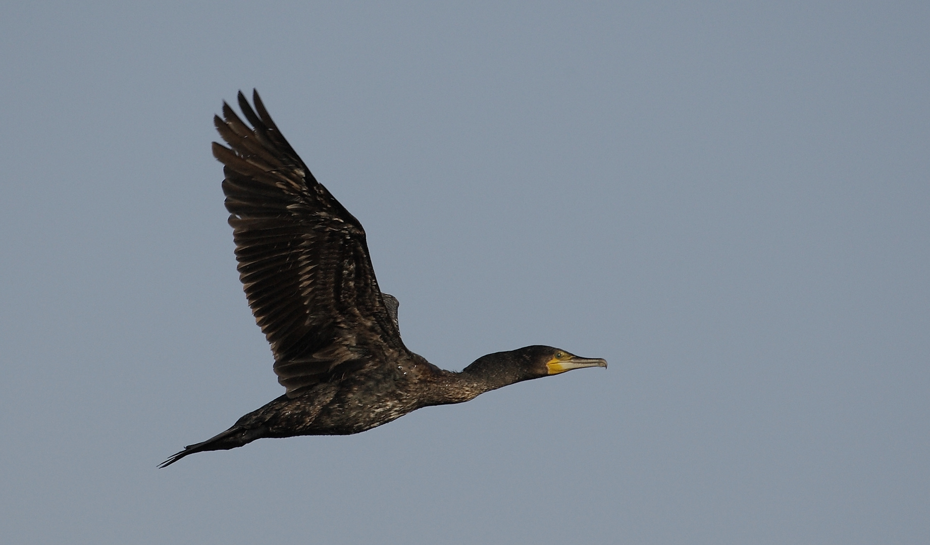 Kormoran Flug