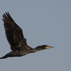 Kormoran Flug