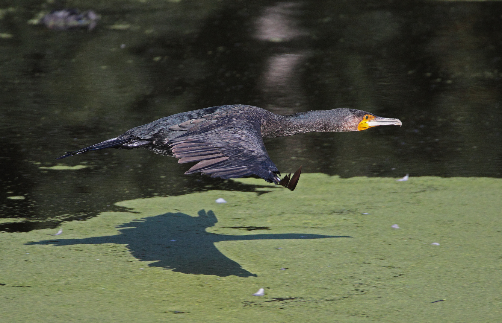 Kormoran Flug 2