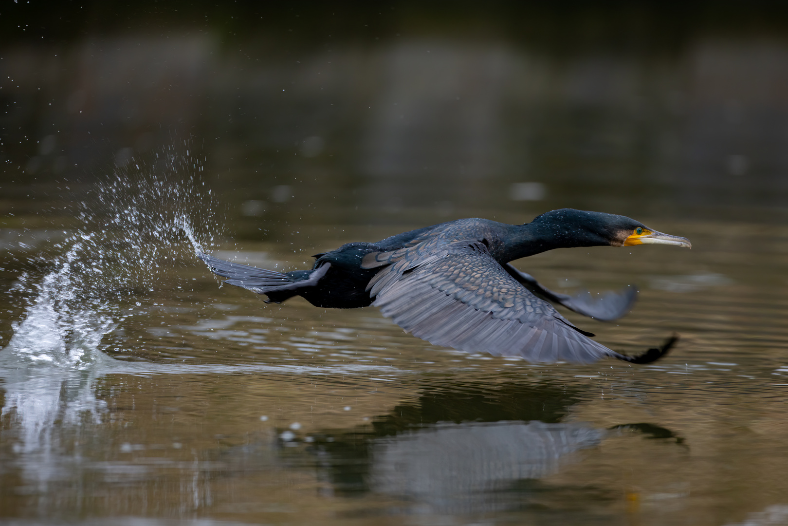 Kormoran Flug