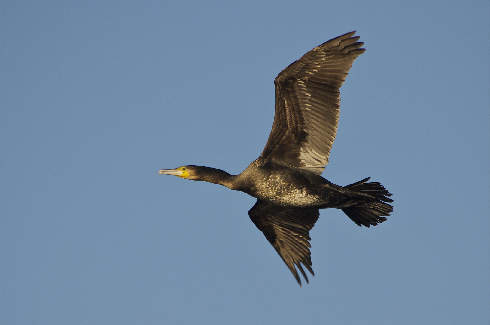 Kormoran Flugstudie