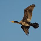 Kormoran Flugstudie