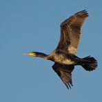 Kormoran Flugstudie