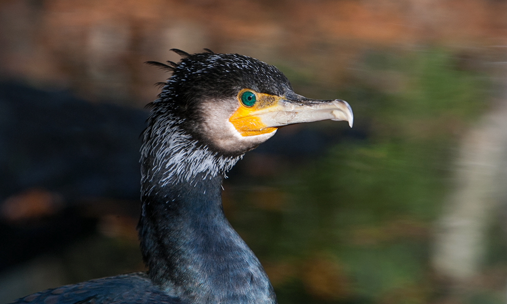 kormoran fr