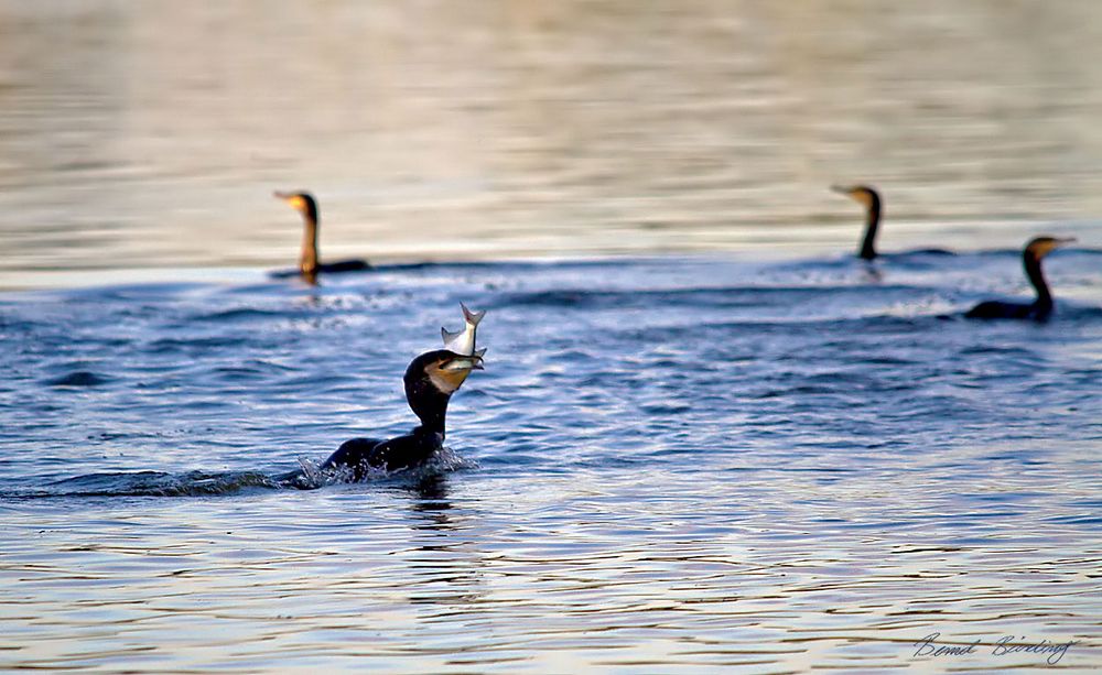 Kormoran Frühstück