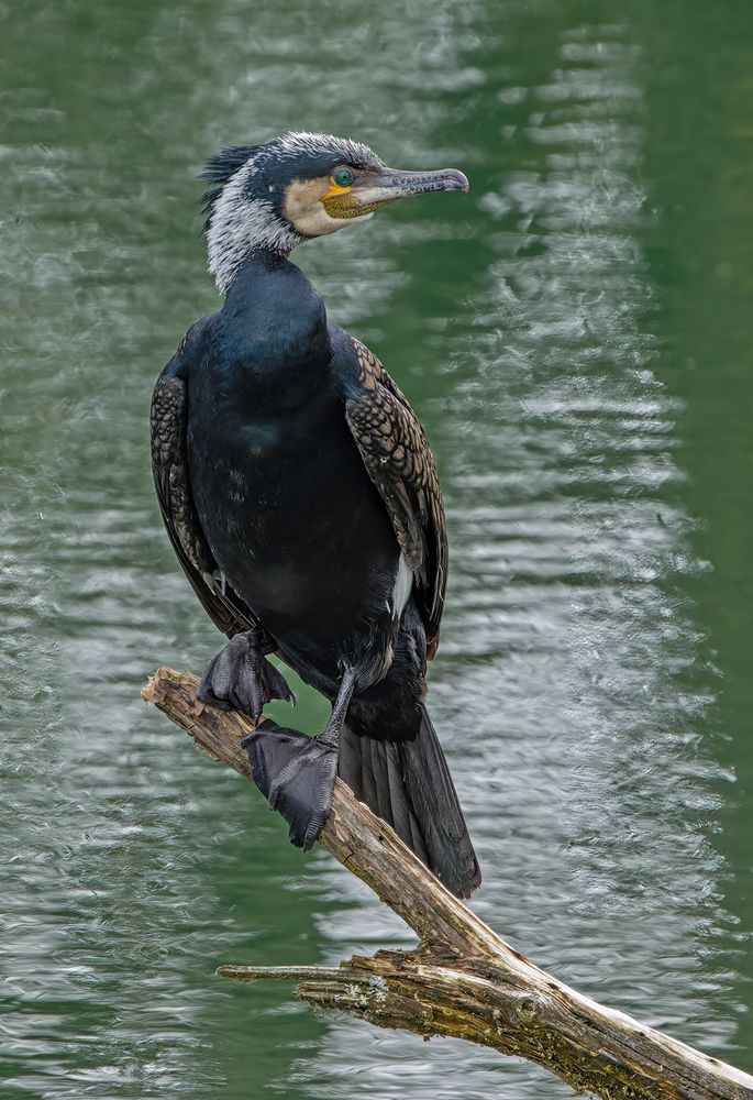 Kormoran ganz entspannt.