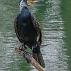 Kormoran ganz entspannt.