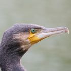 KORMORAN GANZ NAH!