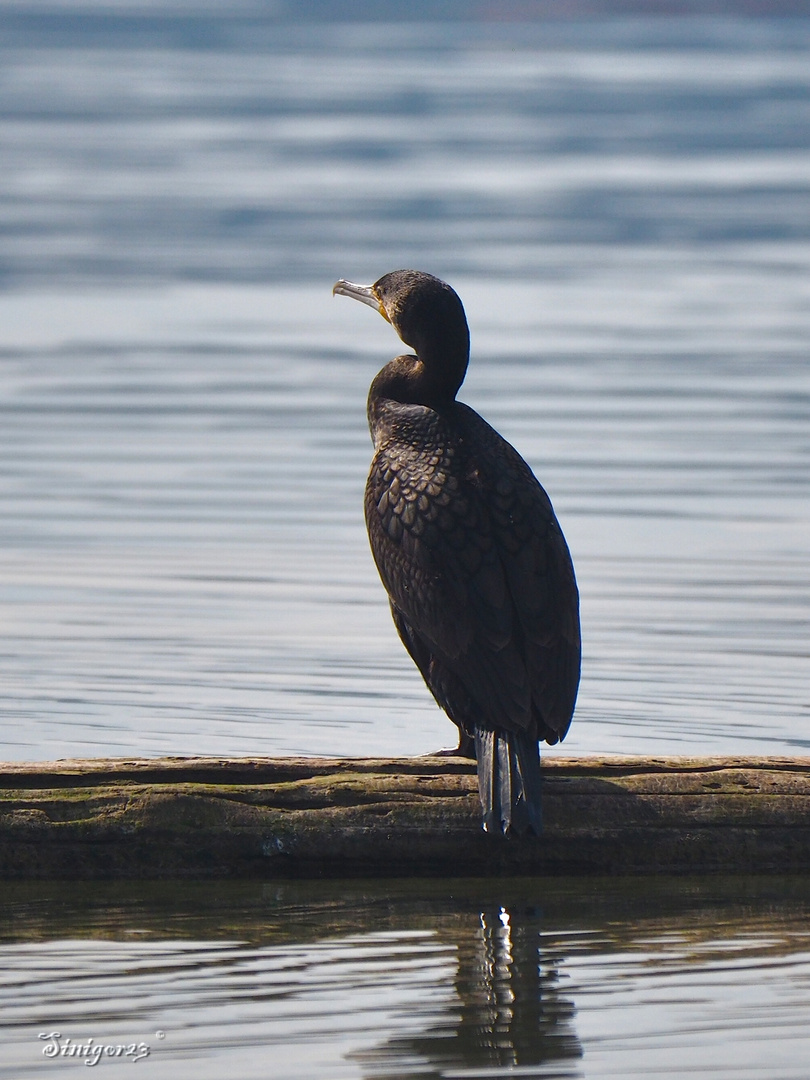 Kormoran - Gefieder