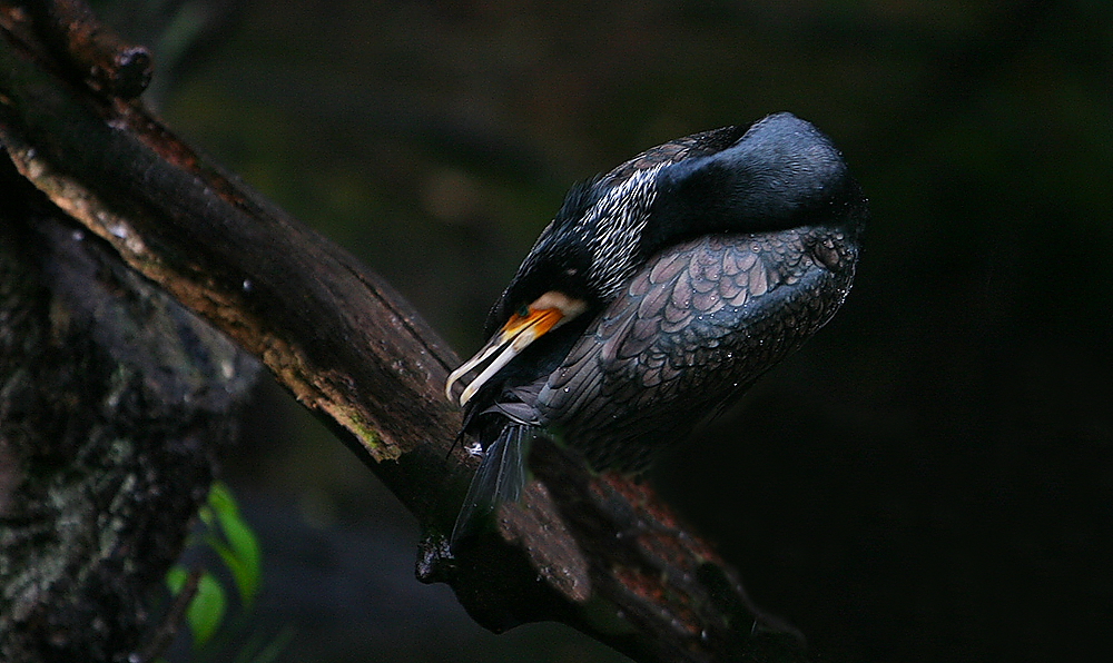 Kormoran Gefieder trocknend