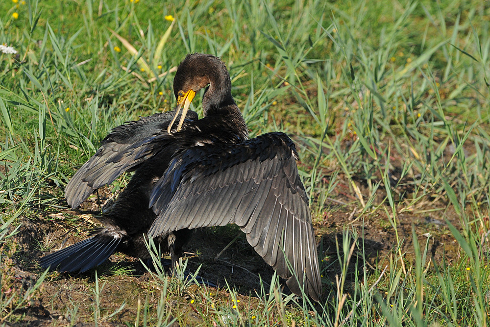 Kormoran – Gefiederpflege