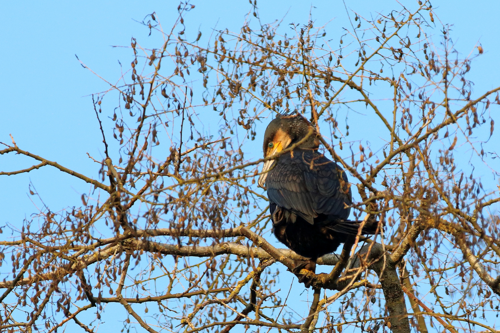 Kormoran Gefiederpflege....