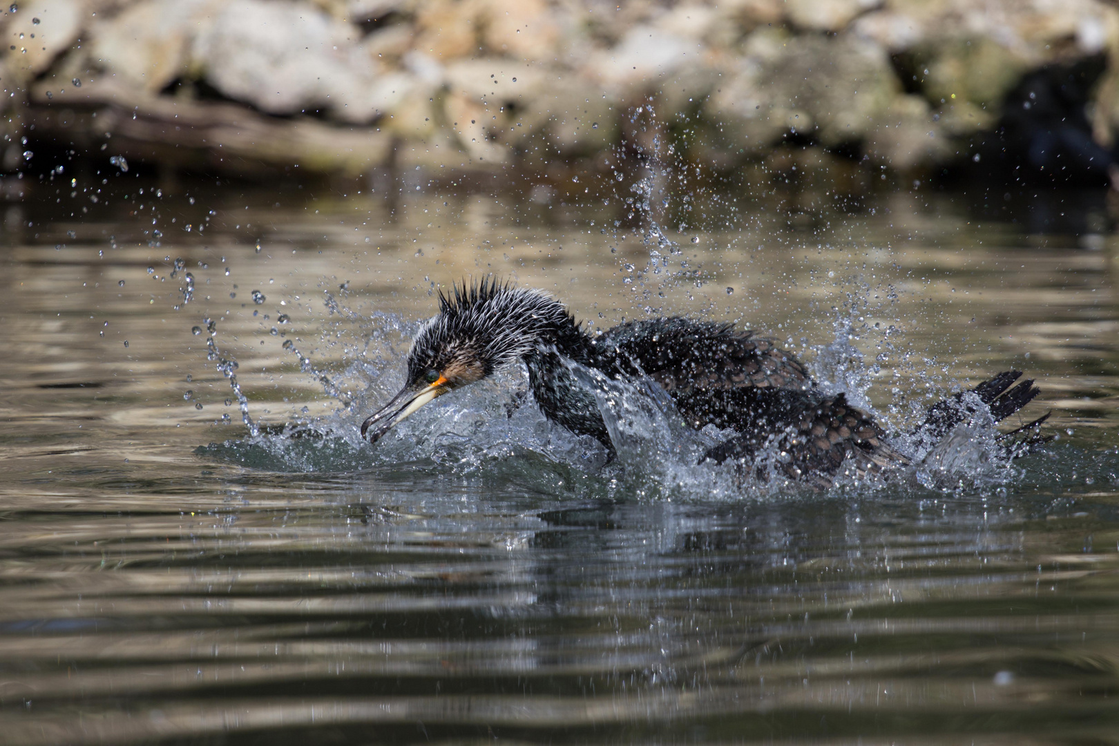 Kormoran geht baden