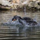 Kormoran geht baden