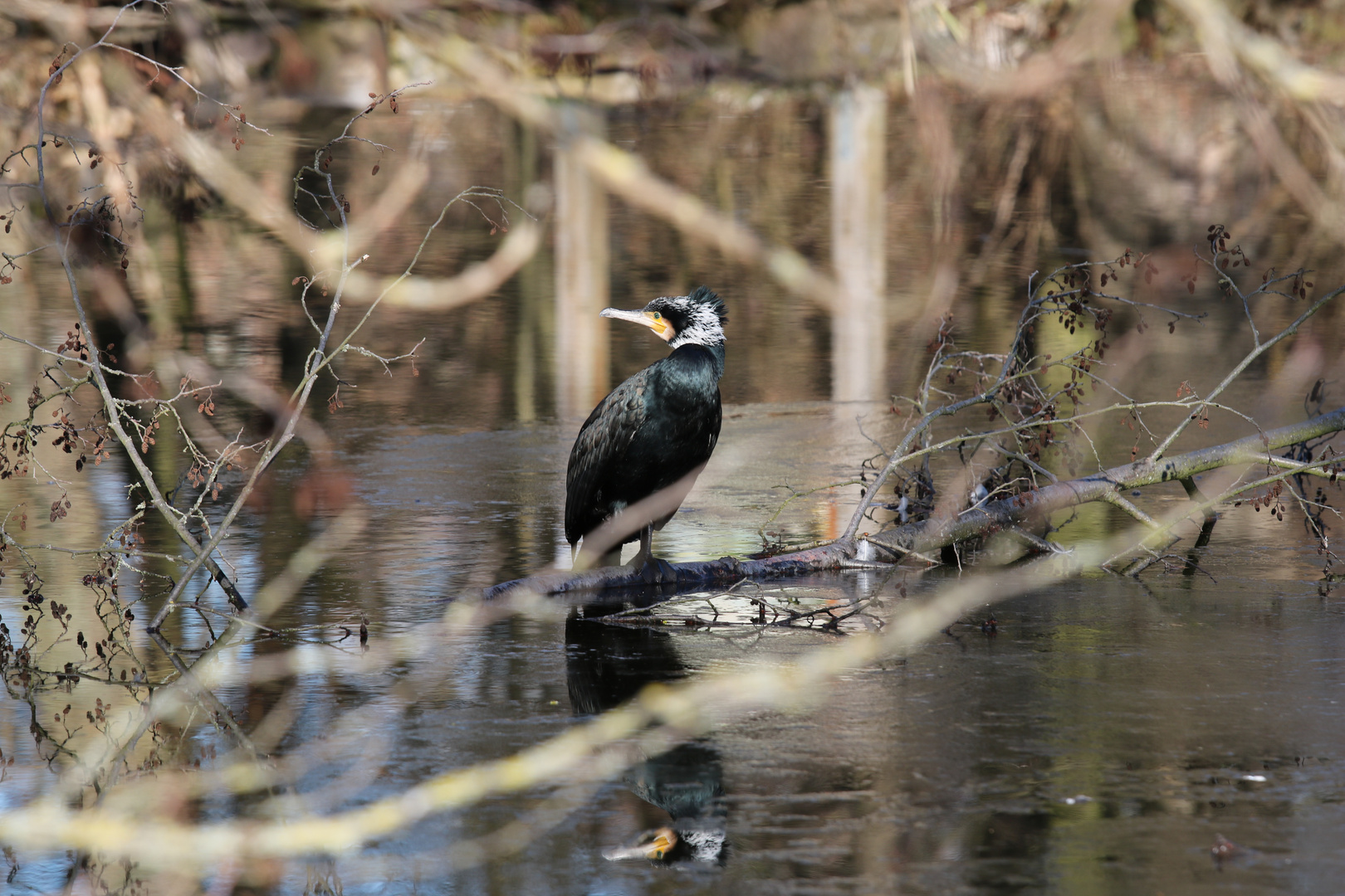 Kormoran genießt die ersten Sonnenstrahlen