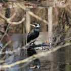 Kormoran genießt die ersten Sonnenstrahlen