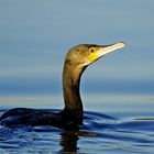 Kormoran, gerade aufgetaucht