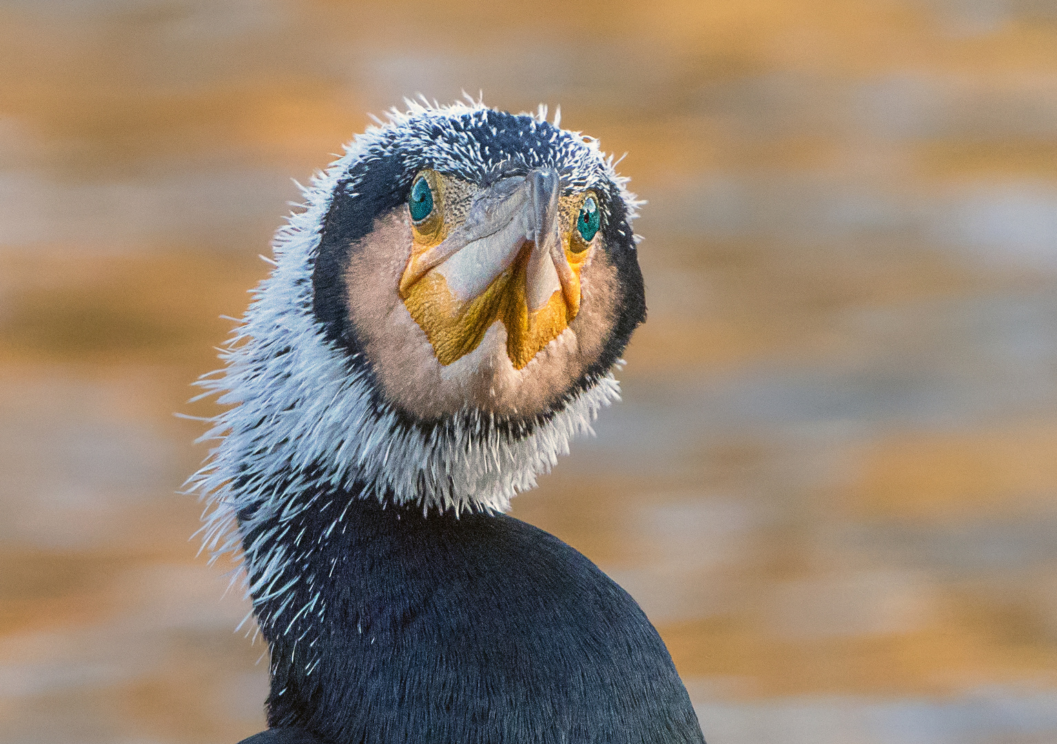 Kormoran-Gesicht