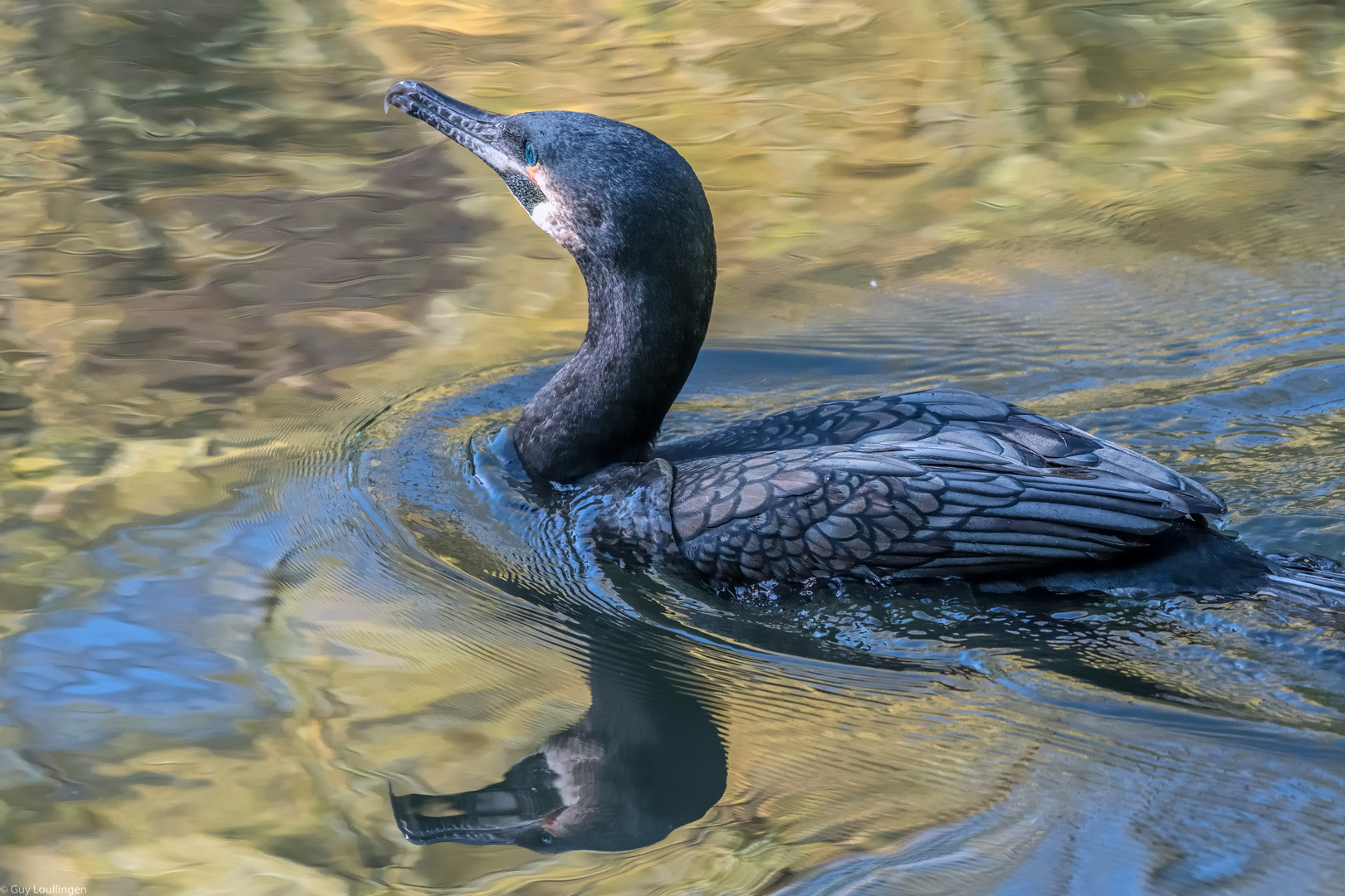 Kormoran gespiegelt