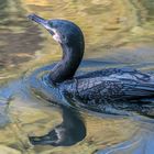 Kormoran gespiegelt