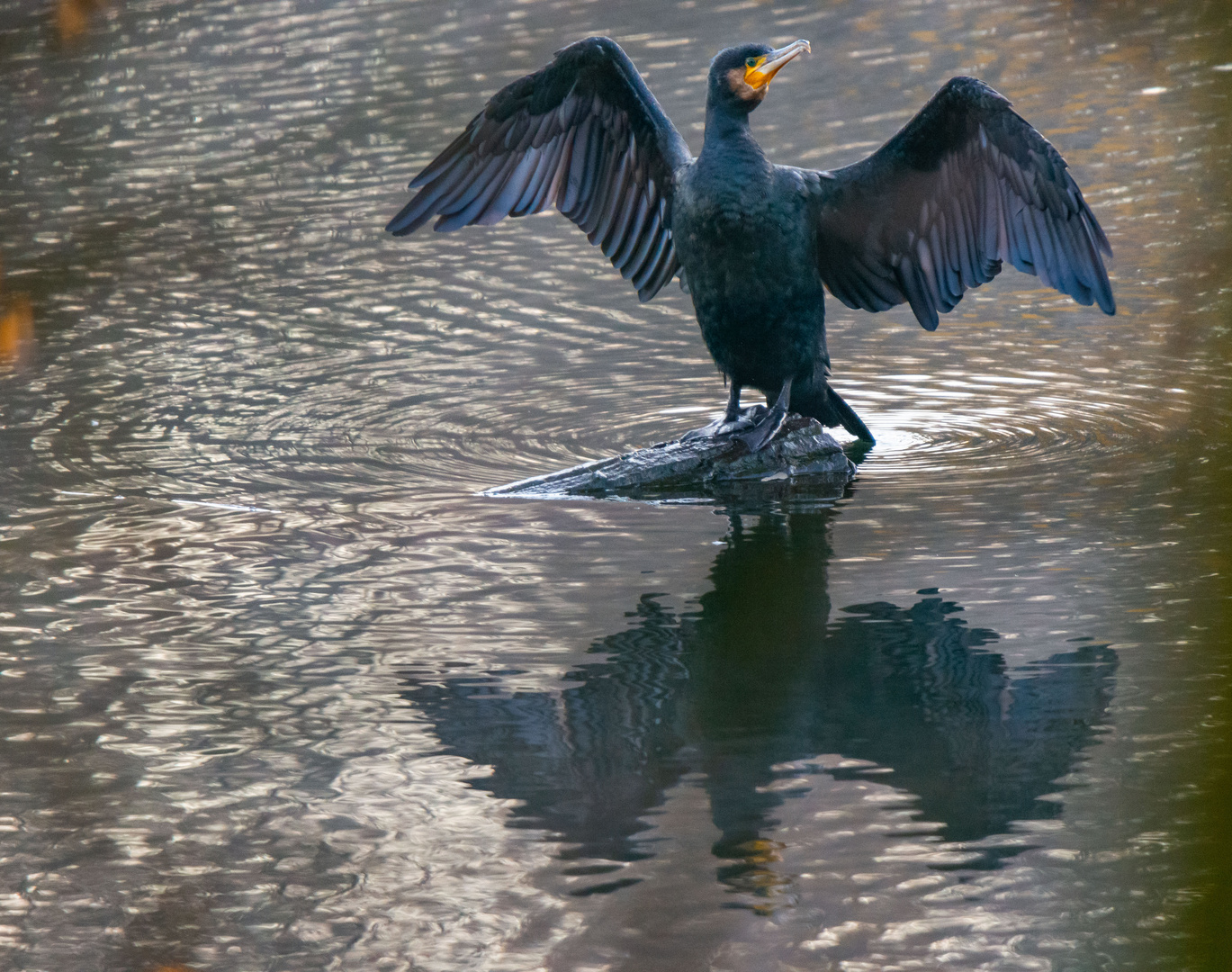 Kormoran gespiegelt